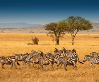 Safari and tours to Tanzania